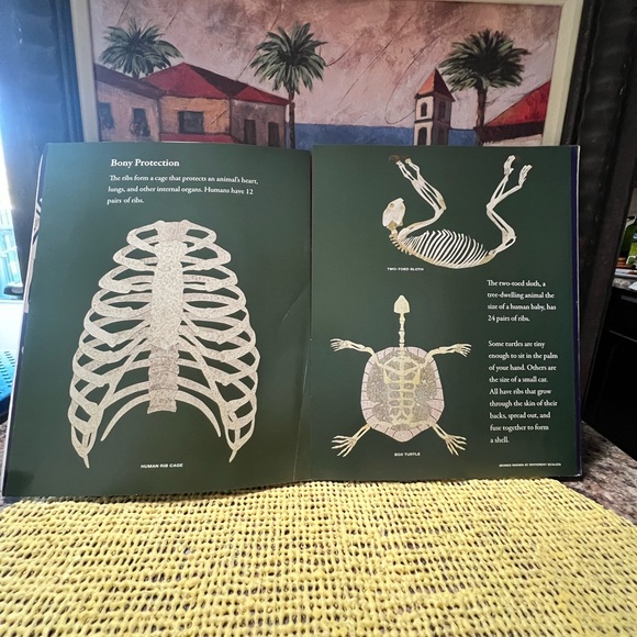 Bones By: Steve Jenkins. - Picture 5 of 7